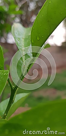 See the Nature , Enjoy it with caption Stock Photo