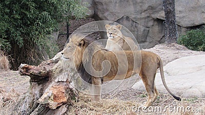 See some lions in the zoo Stock Photo