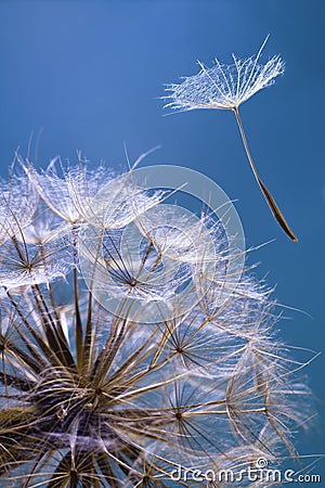 Seed Stock Photo