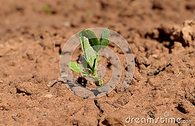 Seed bow grass young growing organic earth farm ground crop grow vegetable gardening sprout food seedling green plant agriculture Stock Photo