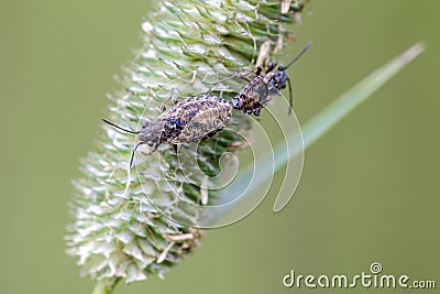 Seed bugs Stock Photo