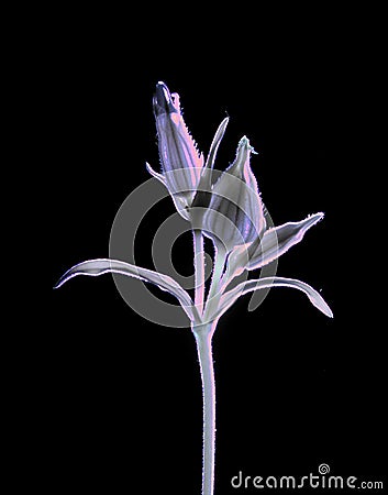 Seed capsules in infrared light Stock Photo