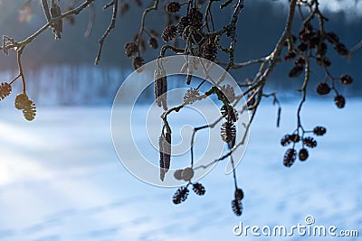 Seed cones and catkins on black alder tree branch in a winter forest on sun dawn, bare trees, desolate route on lake Stock Photo
