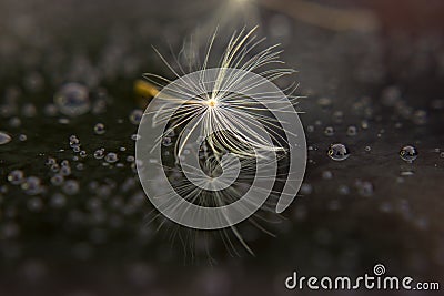 Seed of dandelion after rain Stock Photo