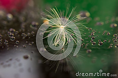 Seed of dandelion after rain - green and red Stock Photo