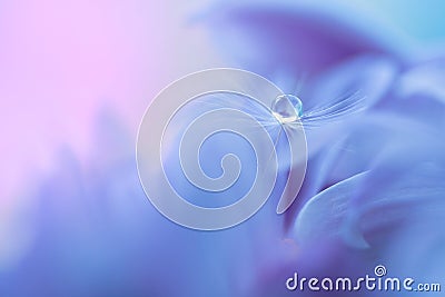 The seed of a dandelion with water drop on purple flower. Macro dandelions on a beautiful background. Selective focus Stock Photo