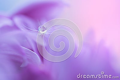 The seed of a dandelion with water drop on purple flower. Macro dandelions on a beautiful background. Selective focus Stock Photo