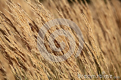 Seed grass Stock Photo