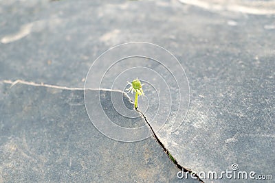 Seed growing through crack pavement Ecology concept. Rising sprout on dry ground Stock Photo