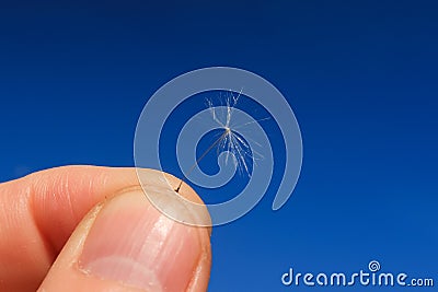 Seed between hands finger dandelion detail close up Stock Photo