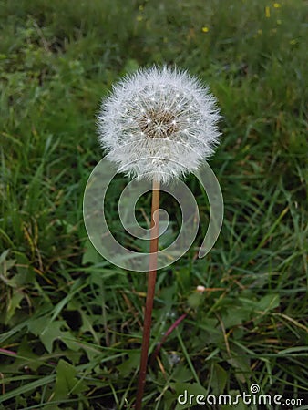 Seed head Dandelion Stock Photo