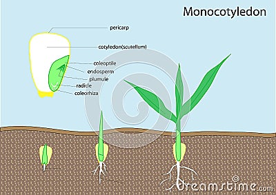 Seed of plant Stock Photo