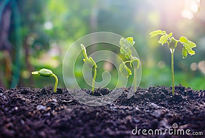 Seed plants are growing.They are growing step by step. Stock Photo