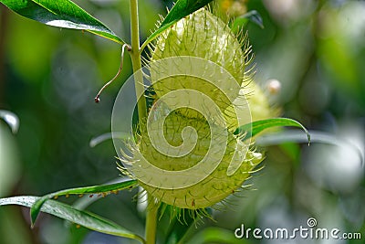 The seed pod of the milkweed, food of the Monarch Butterfly Stock Photo