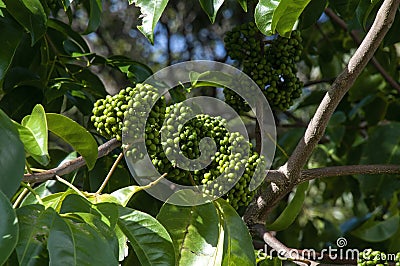 Seed pods of a melicope elleryana or pink euodia tree Stock Photo