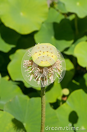 Seed pot of lotus nelumbo nucifera Stock Photo