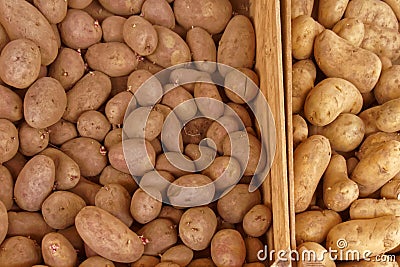 Seed Potatoes Stock Photo