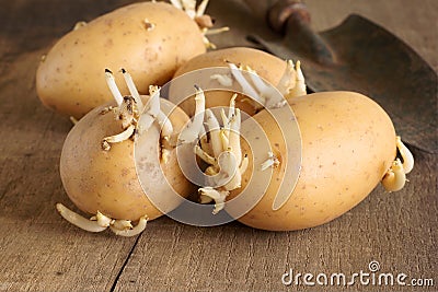 Seed Potatoes Stock Photo