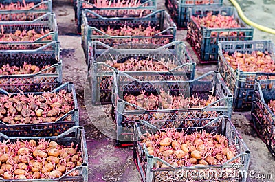 Seed potatoes with sprouts after processing from the Colorado beetle. Preparation for planting potatoes. seasonal work in the fiel Stock Photo