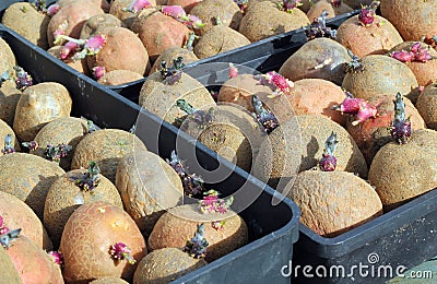 Seed Potatoes. Stock Photo