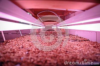 Seed raising on flower farm indoors under pink grow light Stock Photo