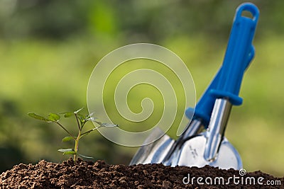 Seed roots of young plant Stock Photo