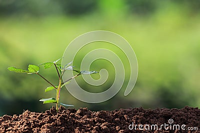 Seed roots of young plant Stock Photo