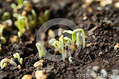 Seed sprout in brown soil bent to protect leaf Stock Photo