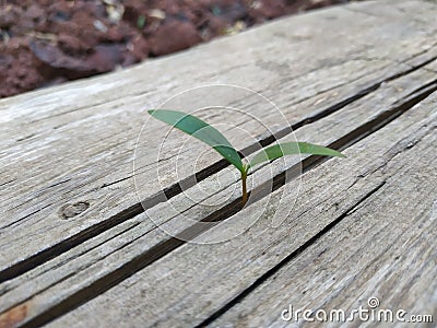 Seed sprout grow through the crack in wooden plank. Break through concept overcome problems and difficult situation Stock Photo