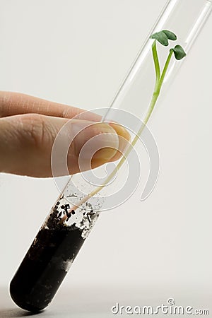 Seed Sprouting in a Test Tube Stock Photo