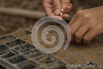 Seed of vegetable sowed in a seed tray Stock Photo