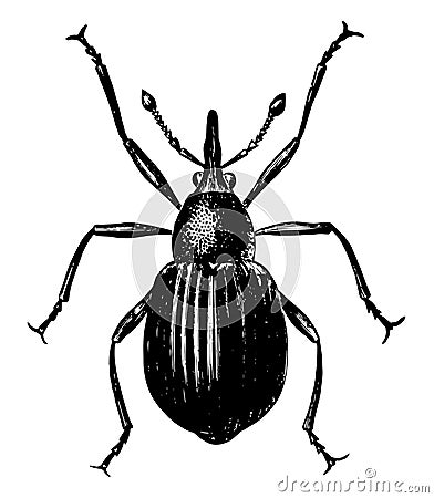 Seed Weevil, vintage illustration Vector Illustration