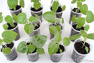 Seedbed Stock Photo