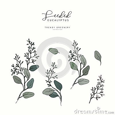 Seeded eucalyptus branch. Hand drawn wedding herb, plant elegant leaves for invitation save the date card design Vector Illustration