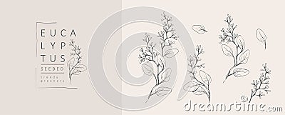 Seeded eucalyptus logo and branch. Hand drawn wedding herb, plant and monogram with elegant leaves for invitation save Vector Illustration