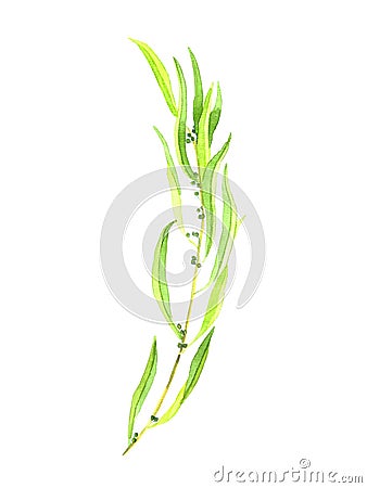 Seeded eycalyptus twig, isolated on white watercolor illustration Cartoon Illustration