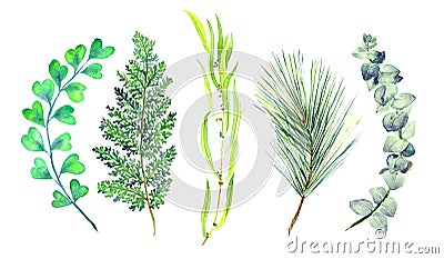 Adiantum capillus-veneris, Cedar, Seeded eycalyptus twig, Pine branch and Blue Eucalyptus tetragona isolated on white Cartoon Illustration