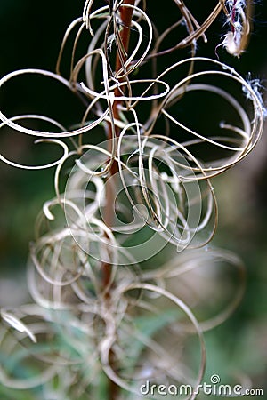 Seedhead Stock Photo