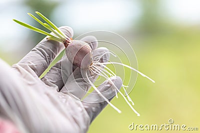 Seeding onion roots to study mitosis cells. Stock Photo