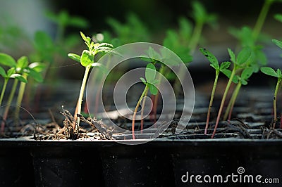 Seeding plant in potted plant. Concept beginning growth farm fresh. Stock Photo