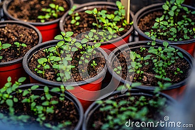 Seeding plants greenhouse. Plant seeding in greenhouse. New life Stock Photo