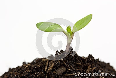 Seedling Stock Photo