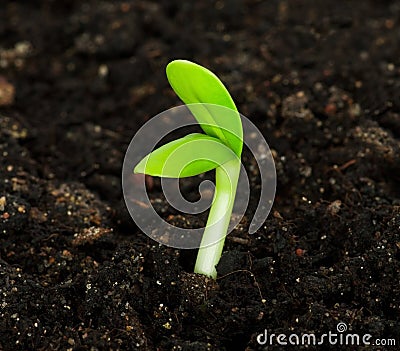 Seedling Stock Photo