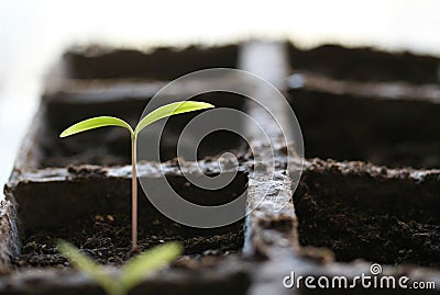 Seedling Stock Photo