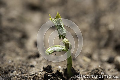 Seedling bean plant emerging Stock Photo