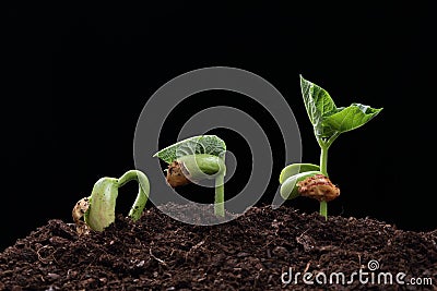 Seedling of bean seed in soil Stock Photo