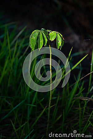 Seedling of Cecropia pachystachya Stock Photo