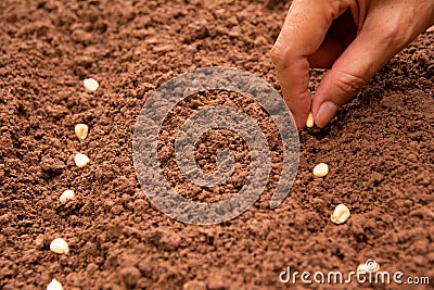 Seedling concept by human hand, Human seeding corn seed Stock Photo