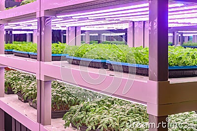 vertical farm Vertical agriculture indoor farm Stock Photo