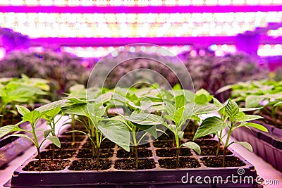 Seedling grow with Led plant Light vertical farm Vertical agriculture indoor farm Stock Photo